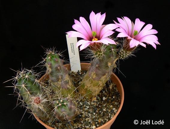 Echinocereus berlandieri ©JLcoll.1158